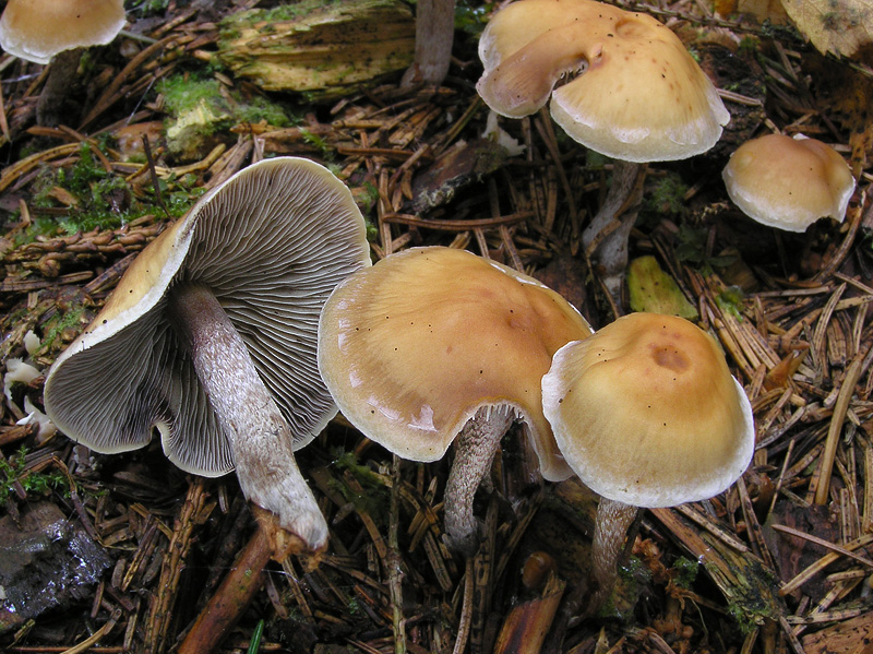 Hypholoma dispersum